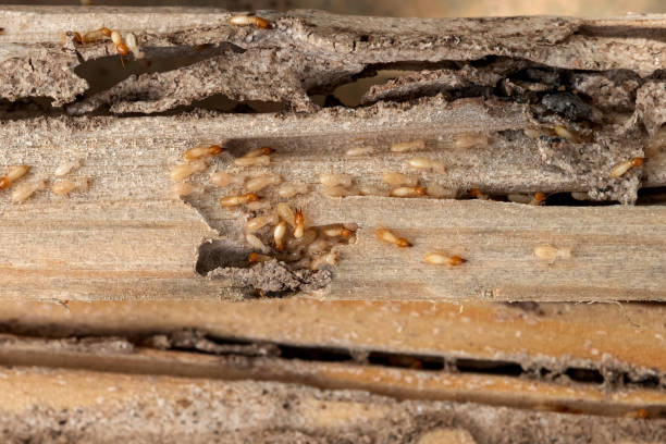 Wildlife Control Services in Baker, LA